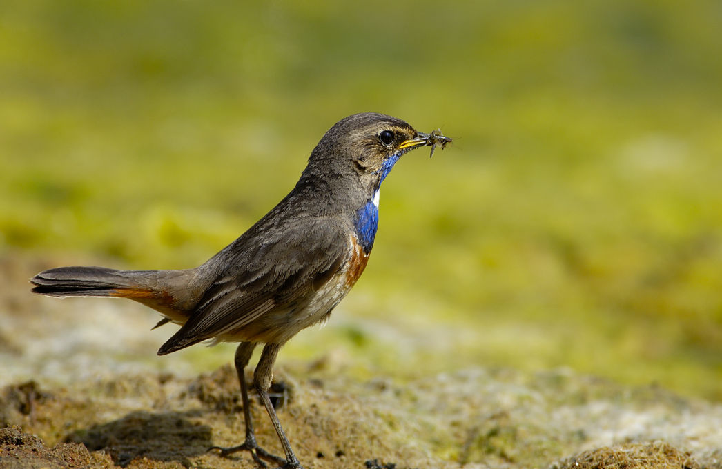 Réserve Ornithologique du Teich