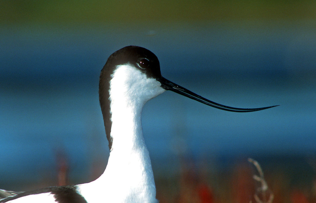 Réserve Ornithologique du Teich