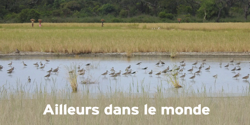 Actualités Arcachon