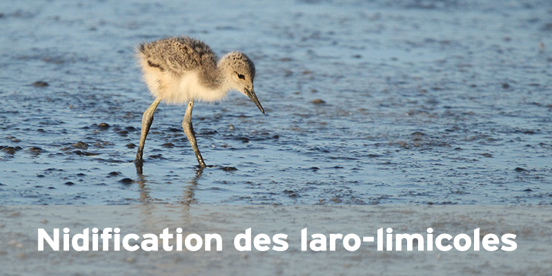 Nidification des laro-limicoles : suivi 2024